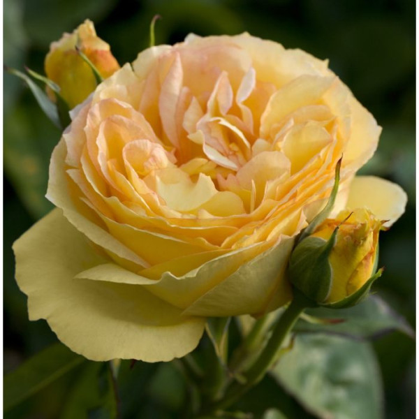 SUMMERTIME® Meipiokou SUMMERTIME® Meipiokou